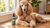 Standard Poodle Lifespan: How Long Standard Poodles Live