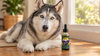 How Long Do Huskies Live? Siberian Husky Lifespan Explained