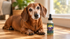 How Long Do Dachshunds Live? Lifespan by Size and Variety