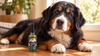 Bernese Mountain Dog Lifespan: Why Berners Die Young