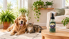 Houseplants Toxic to Dogs and Cats (and 25 Safe Ones)