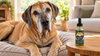 Great Dane Lifespan: Why 9 to 10 Years, and What the Studies Found