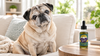 Pug Lifespan: How Long Pugs Really Live, and What Shortens It