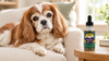 Cavalier King Charles Spaniel Lifespan: The Heart Sets the Clock