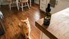 Cat Meowing So Much? 10 Causes and When It's Medical