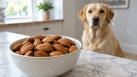 A bowl of whole raw almonds in the foreground with a labrador sitting at a distance behind, not reaching for them