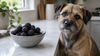 Can Dogs Eat Blackberries? Yes, in Small Amounts