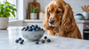 Can Dogs Eat Blueberries? Benefits, Servings and Safety