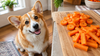 Can Dogs Eat Carrots? Raw, Cooked and How Much
