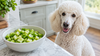 Can Dogs Eat Celery? Yes — Chop It Small