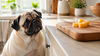 Can Dogs Eat Cheese? Which Kinds, and How Much
