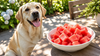 Can Dogs Eat Watermelon? Rind, Seeds and Serving Sizes