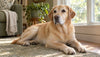 Tramadol for Dogs: Side Effects, and Why It May Not Do What You Think
