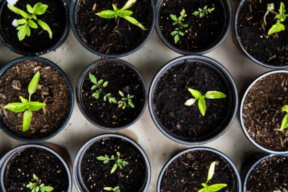 Hemp Seed Oil as a CBD Carrier Oil (vs MCT)
