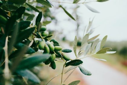 Can Dogs Have Olive Oil?