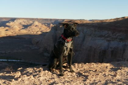 Hemp for Dogs: A Case Study on Canine Wellness Max the Labrador