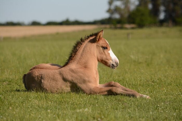A Comprehensive Study on the Effects of Cannabidiol (CBD) on Equine Health and Behavior