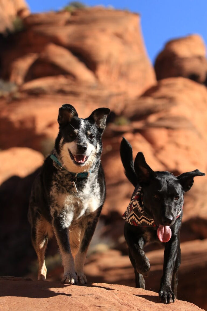 10 Healthy Mushrooms for Dogs (and Their Benefits)