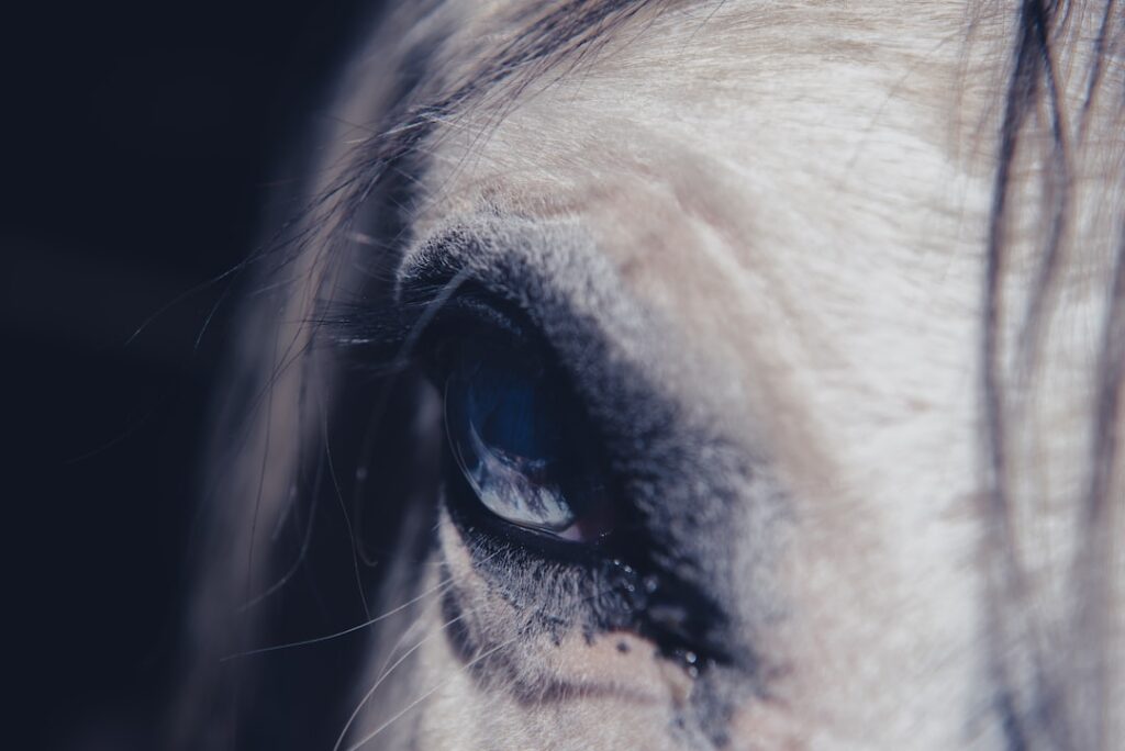 The Benefits of CBD for Horses: How It Helps