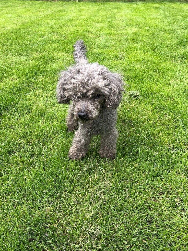 Case Study: Transforming Skin and Coat Health with HempMy Pet CBD Coconut Oil – Ruby the Poodle’s Story