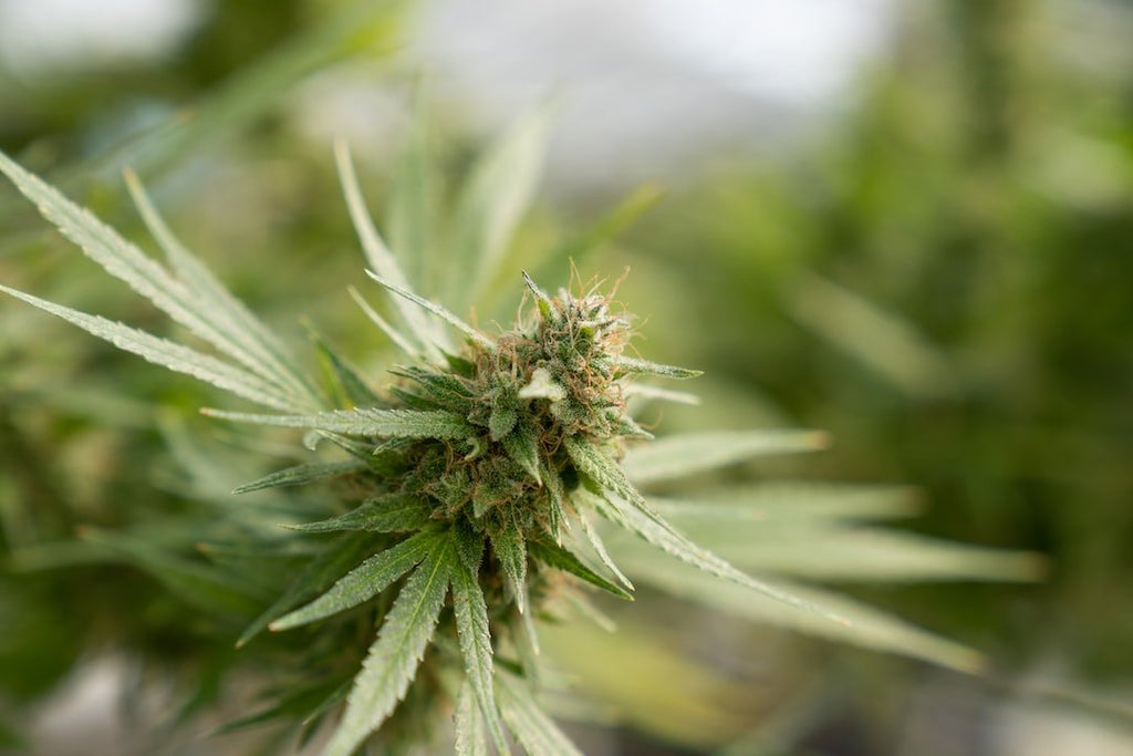 Hemp Oil vs CBD Oil for Dogs: What's the Difference?
