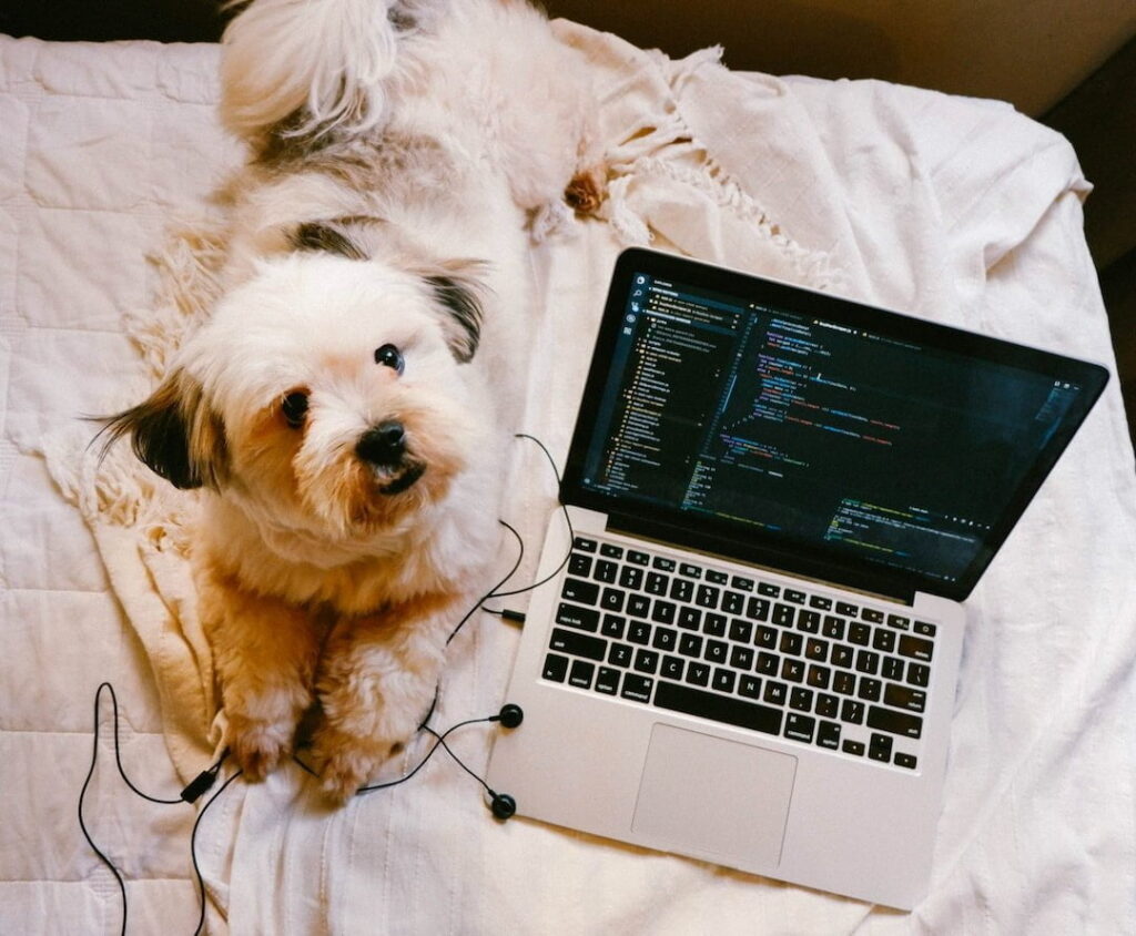 Case Study: Soothing Digestive Issues with HempMy Pet CBD Coconut Oil – Teddy the Shih Tzu’s Journey