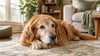 Gabapentin for Dogs: Side Effects, Risks, and What the Research Shows