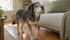 Rimadyl (Carprofen) for Dogs: Side Effects, the Liver Question, and What Monitoring Actually Catches