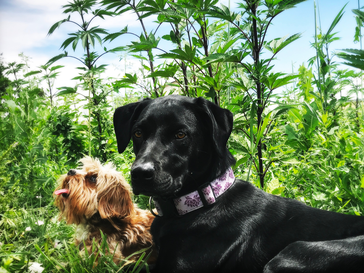Hemp-Infused Wellness for Dogs, Cats & Horses