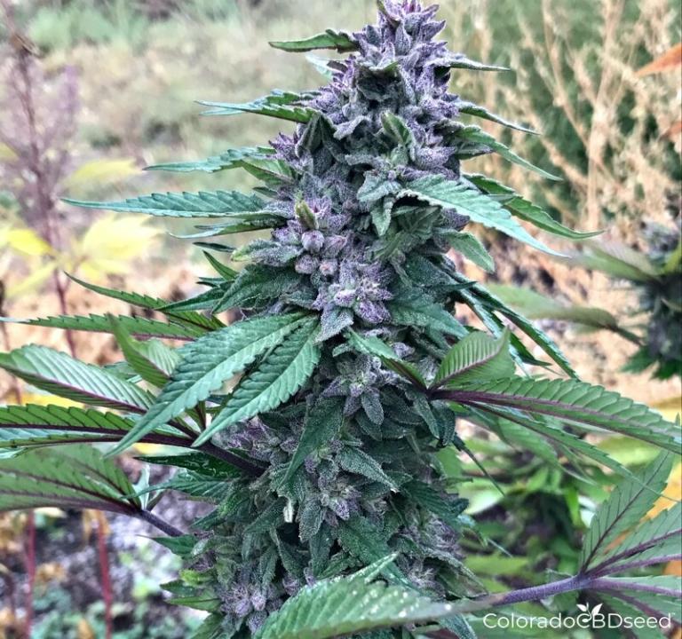 Abacus Hemp