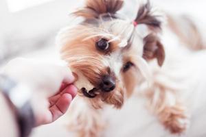 Healthy Hemp Dog Treats