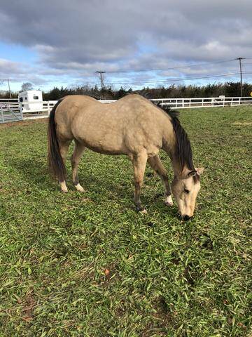 horse grazing