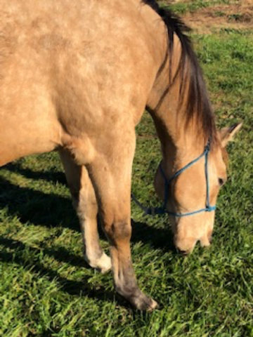 horse eating grass in field