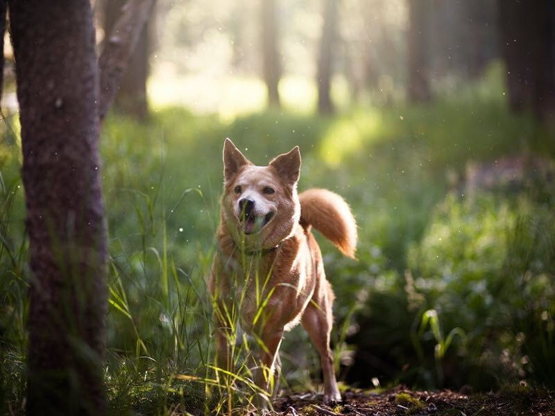 Happy Healthy Dog in Forest