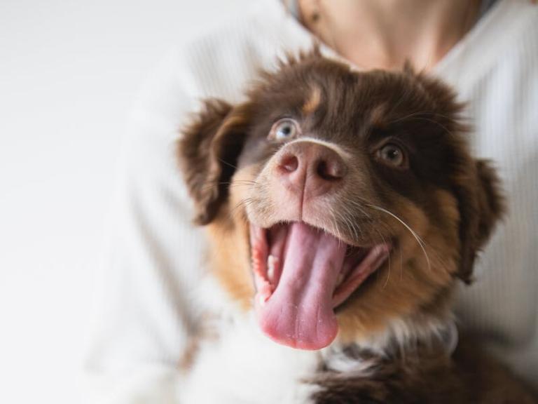 Happy puppy in arms of loving parent