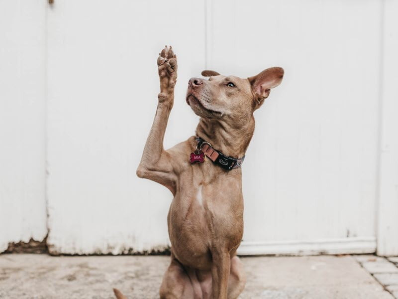 Smart Dog Giving High Five Paw