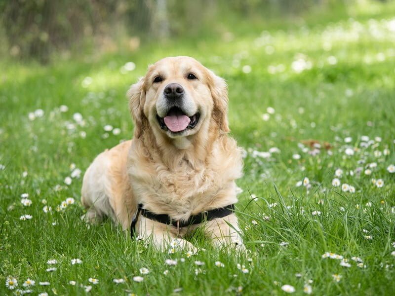 Smiling Happy Dog in flower field