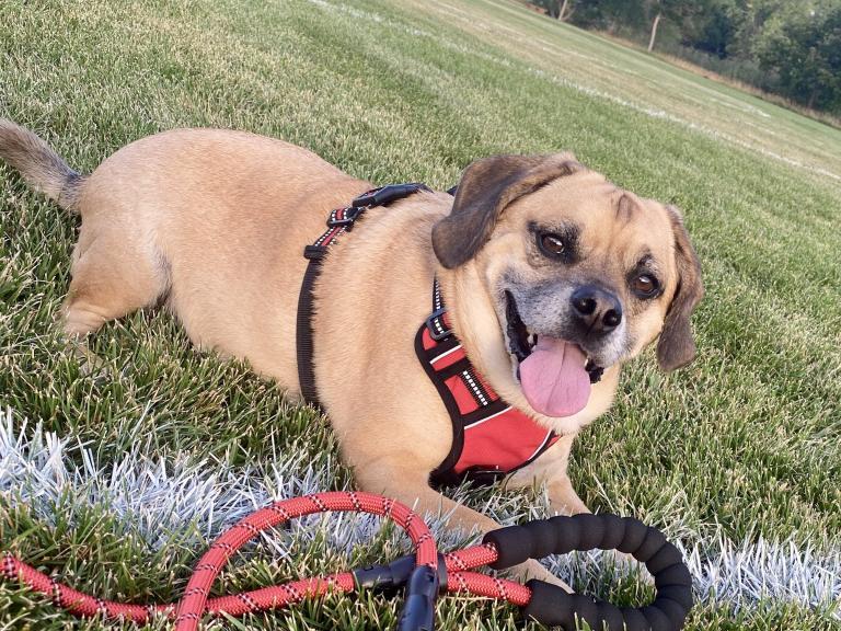 Happy Dog in Field Cannabinoids and Blood Pressure