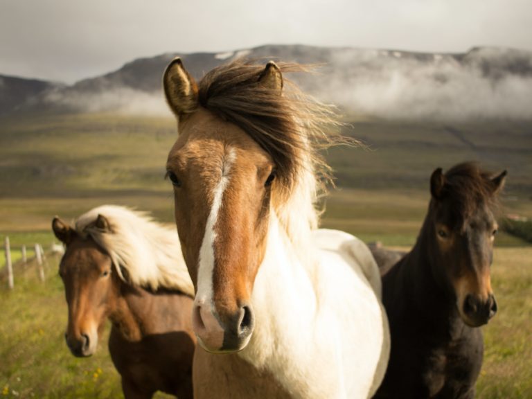 Happy Horses in field