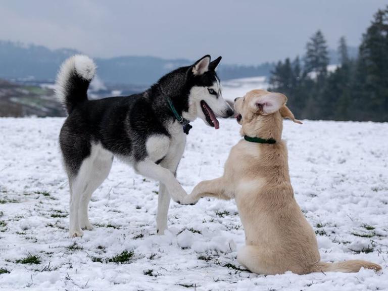 Happy Healthy Dogs in Snow