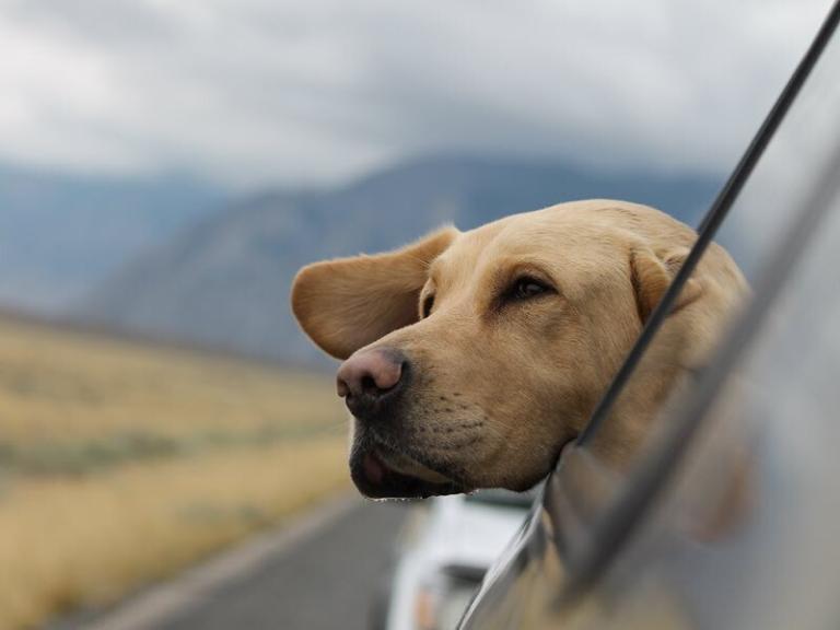 Dog Enjoying Car Cruise Ride