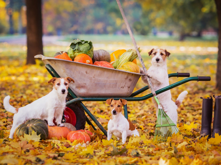 Dogs with vegetables in a fall field