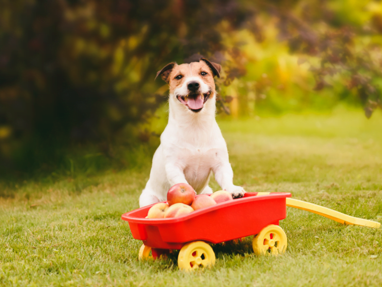 Dog at harvest