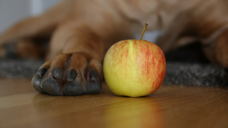 dog paw with fall apple