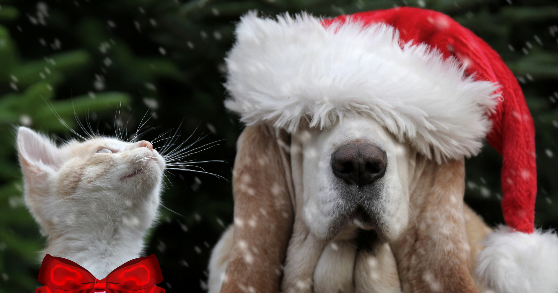 Holiday Dog and Cat