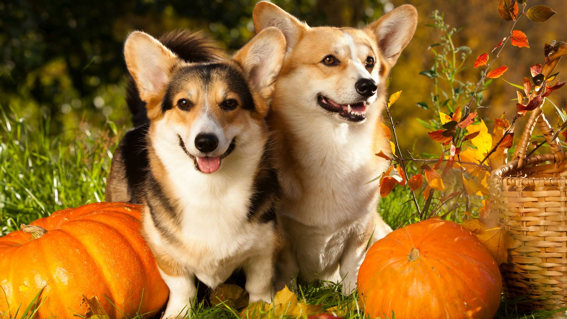 Dogs and pumpkin