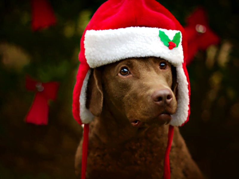 Dog behavior during holidays