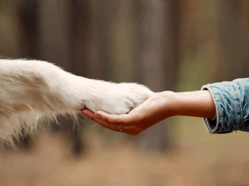 Human - Canine Connection dog paw in human hand