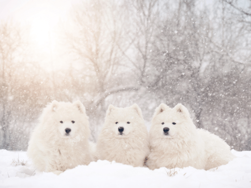 healthy dog in winter