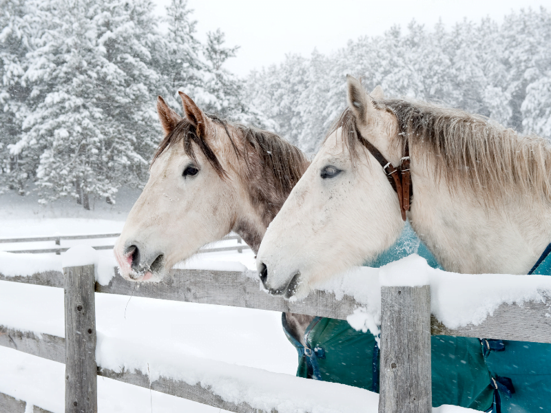 horse care in winter